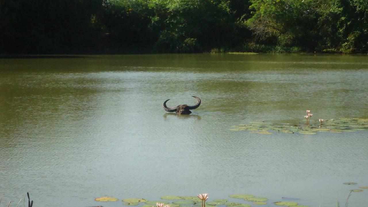Heina Nature Resort - Eco Home And Yala Safari Kataragama Kültér fotó