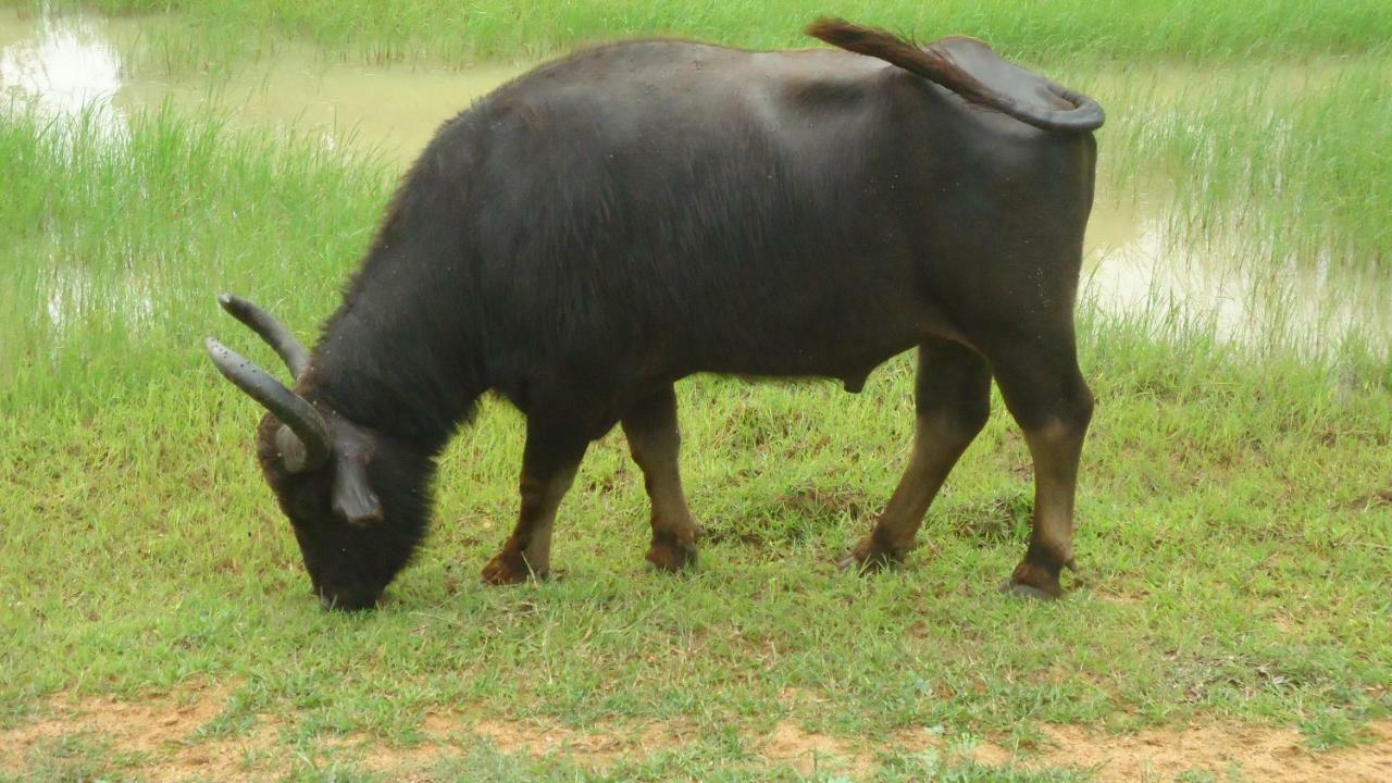 Heina Nature Resort - Eco Home And Yala Safari Kataragama Kültér fotó
